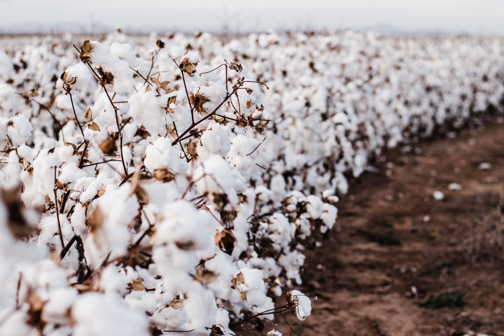 Cotton for days.